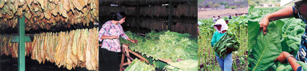 Picking Tobacco leaves for Cigars